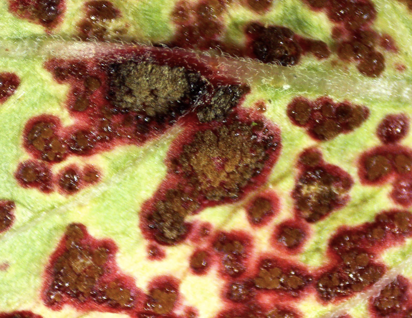 Photo © Bob Simpson Puccinia circaeae by Bob Simpson